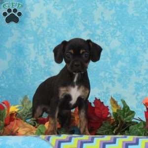 Tootsie, Boston Terrier Mix Puppy